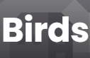 Birds Birds Birds